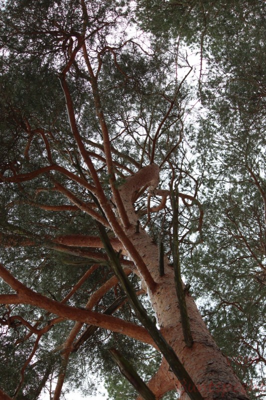 Bildla Nummera 011.jpg