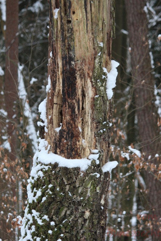 Bildla Nummera 012.jpg