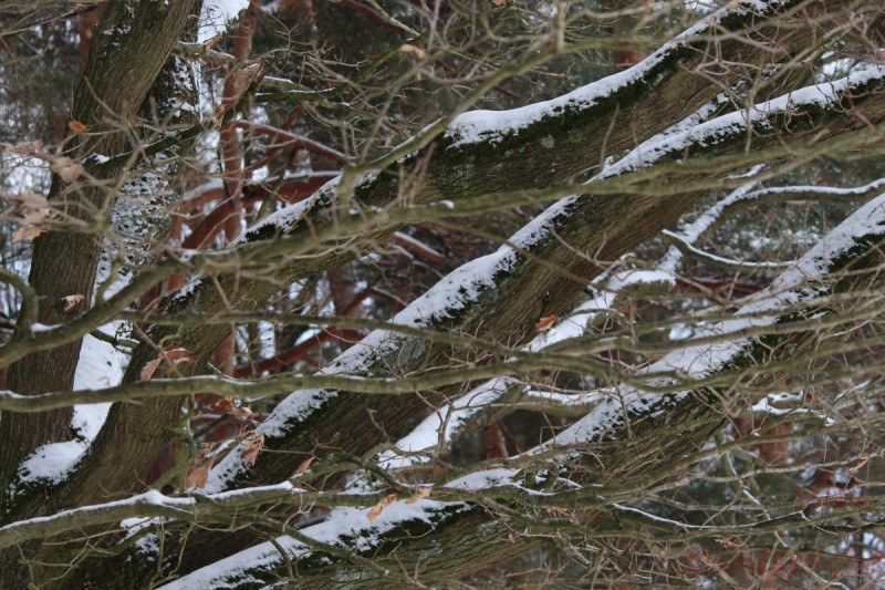 Bildla Nummera 013.jpg