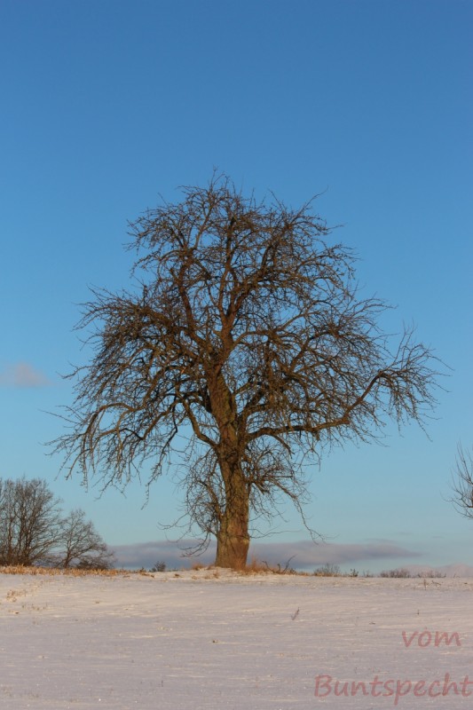 Bildla Nummera 008.jpg