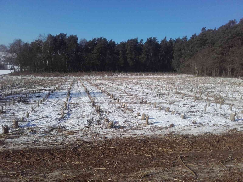 2017-01-20 Kurzumtrieb 2.jpg