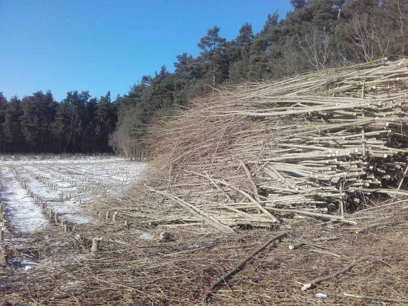 2017-01-20 Kurzumtrieb 3.jpg