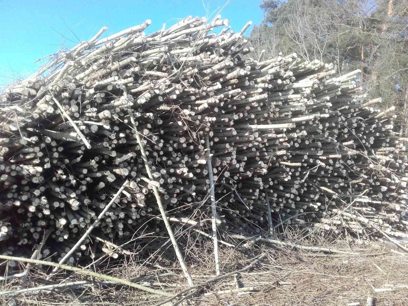 2017-01-20 Kurzumtrieb 1.jpg