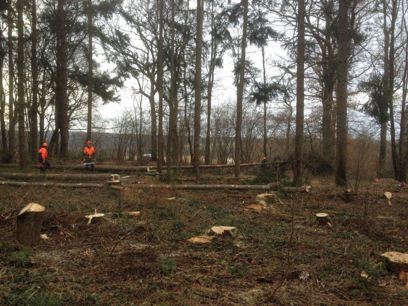 Käferabschluss K.jpg