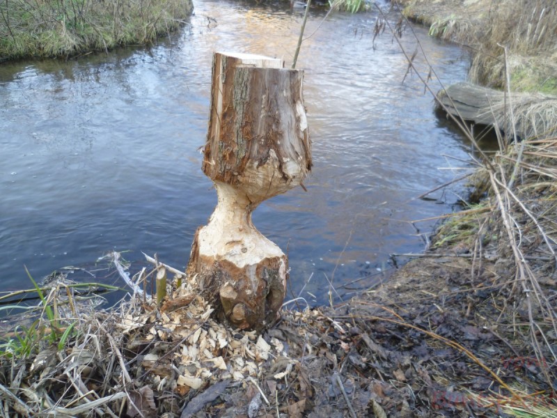 Bildla Nummera 001.jpg