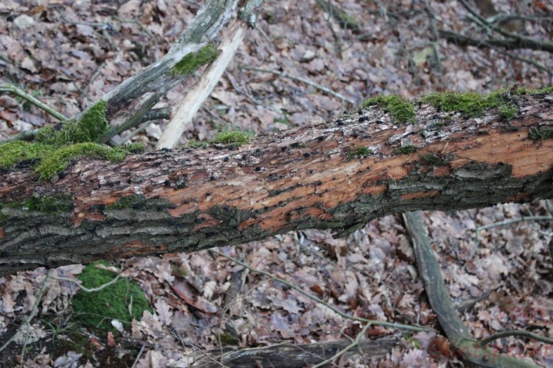 Bildla Nummera 005.jpg