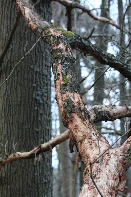 Bildla Nummera 006.jpg