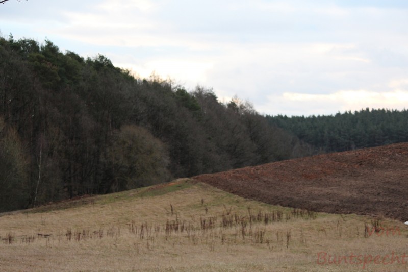 Bildla Nummera 008.jpg