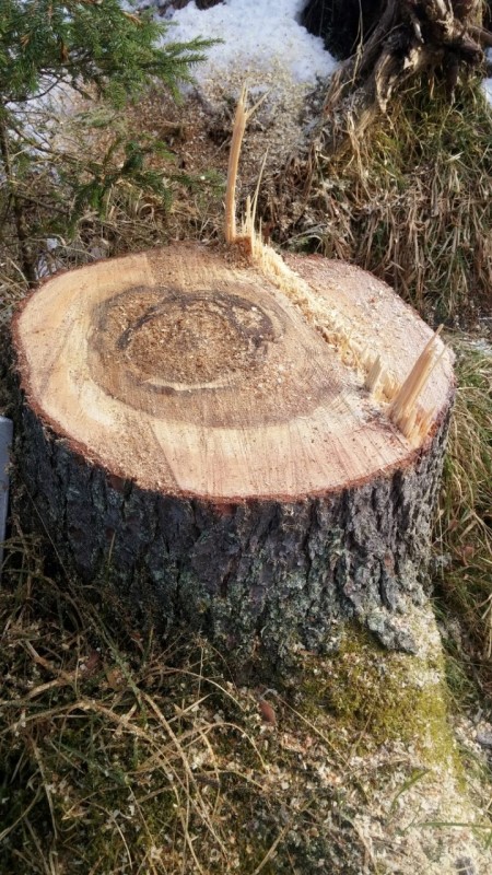 20170303_084347 (Medium) (Andere).jpg