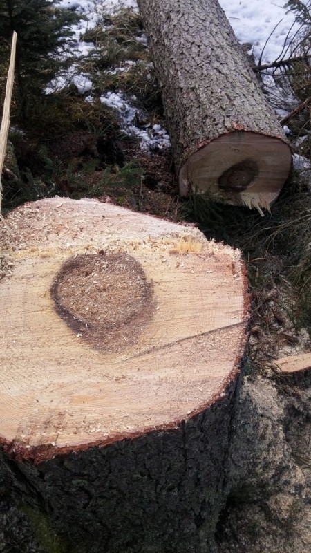 20170303_080613 (Medium).jpg