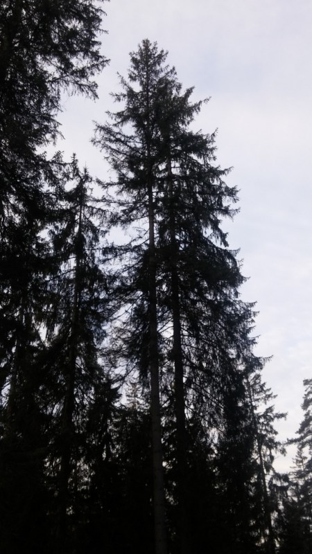 20170303_073925 (Medium).jpg