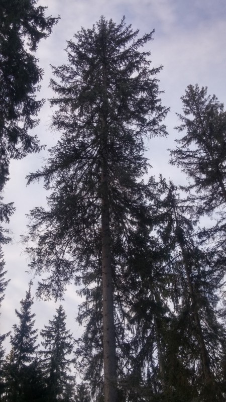 20170303_073923_HDR (Medium).jpg