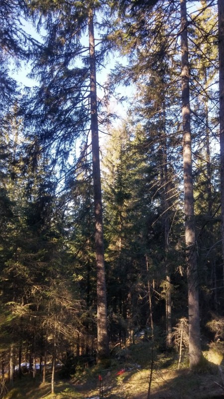 2017-03-04 09.07.08 (Andere).jpg