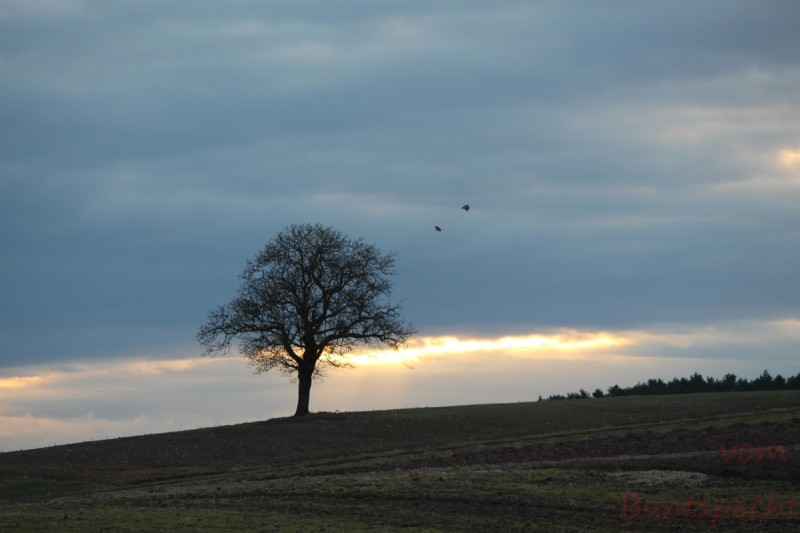 Bildla Nummera 005.jpg