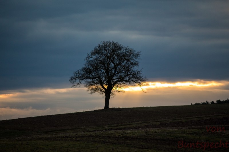 Bildla Nummera 006.jpg