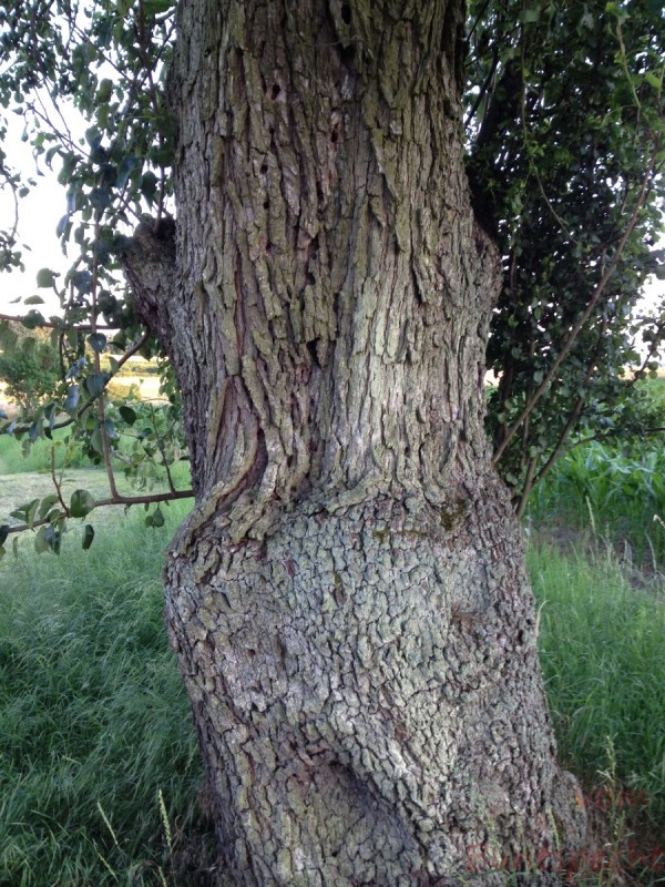 Bildla Nummera 021.jpg