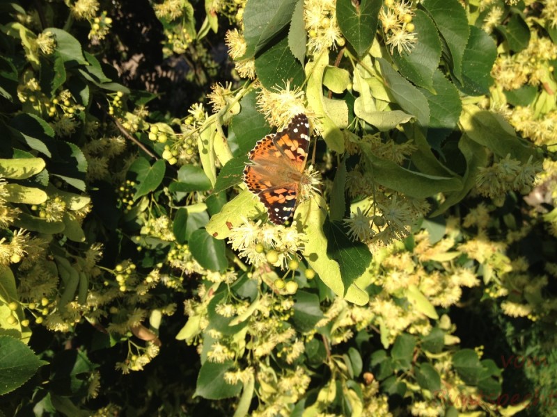 Bildla Nummera 023.jpg