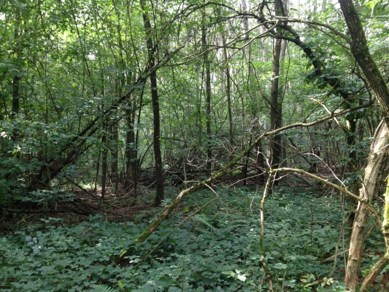 Bildla Nummera 025.jpg