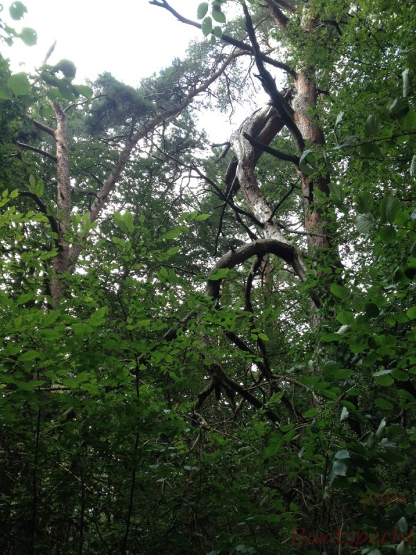 Bildla Nummera 026.jpg