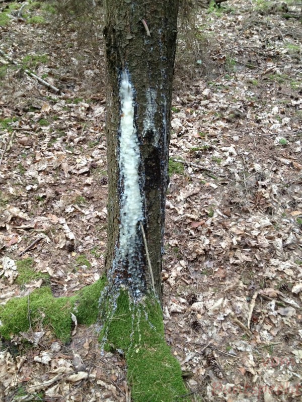 Bildla Nummera 031.jpg