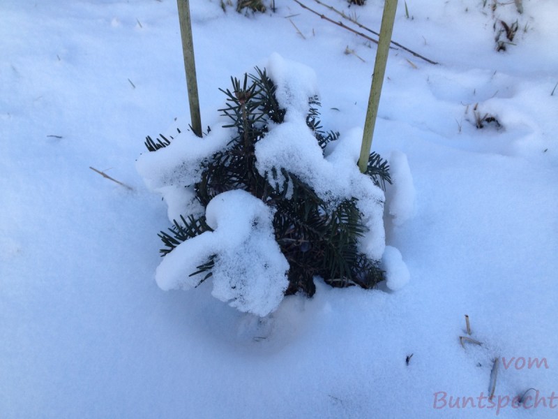 Bildla Nummera 060.jpg