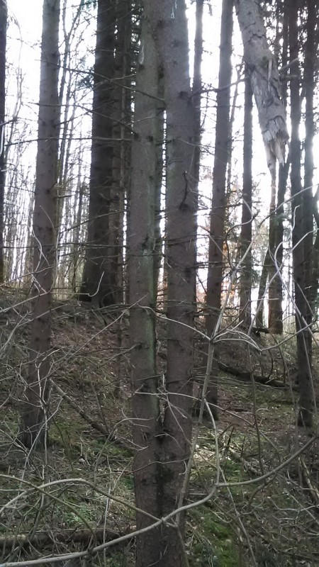 Zwei Fichten zusammen gewachsen.jpg