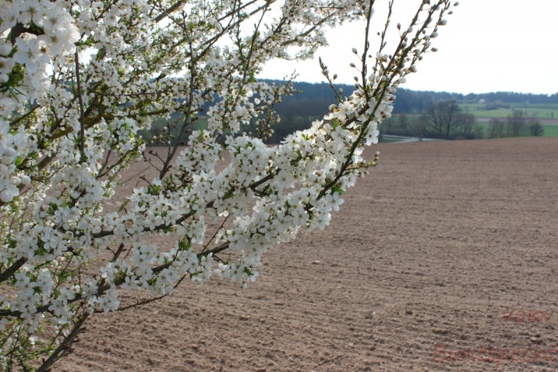 Bildla Nummera 002.jpg