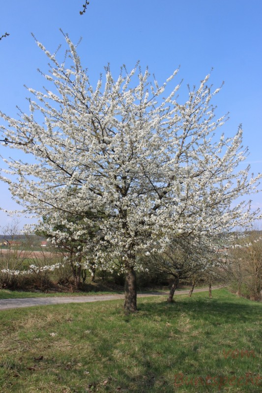 Bildla Nummera 004.jpg