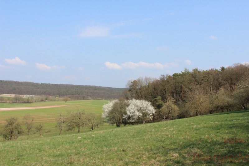 Bildla Nummera 005.jpg