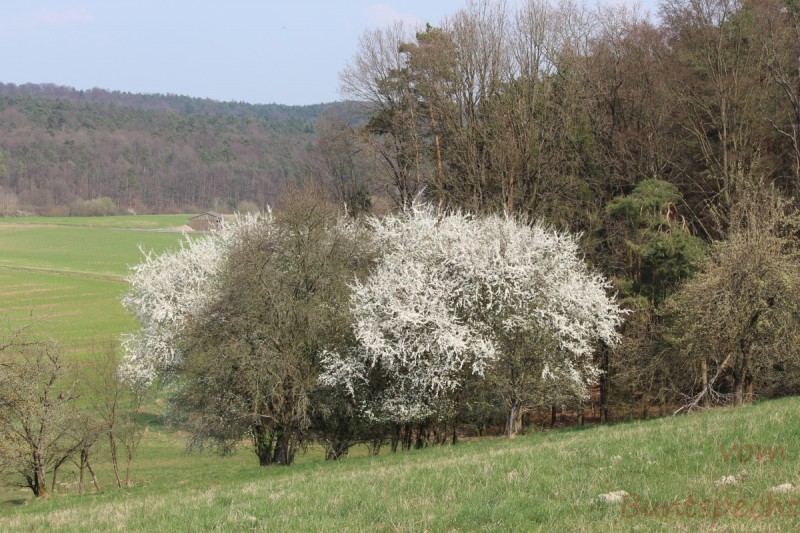 Bildla Nummera 006.jpg