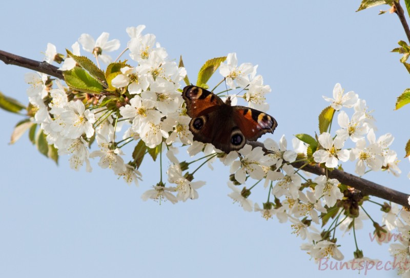 Bildla Nummera 007.jpg