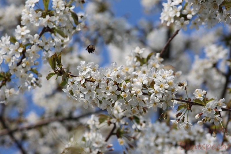 Bildla Nummera 008.jpg