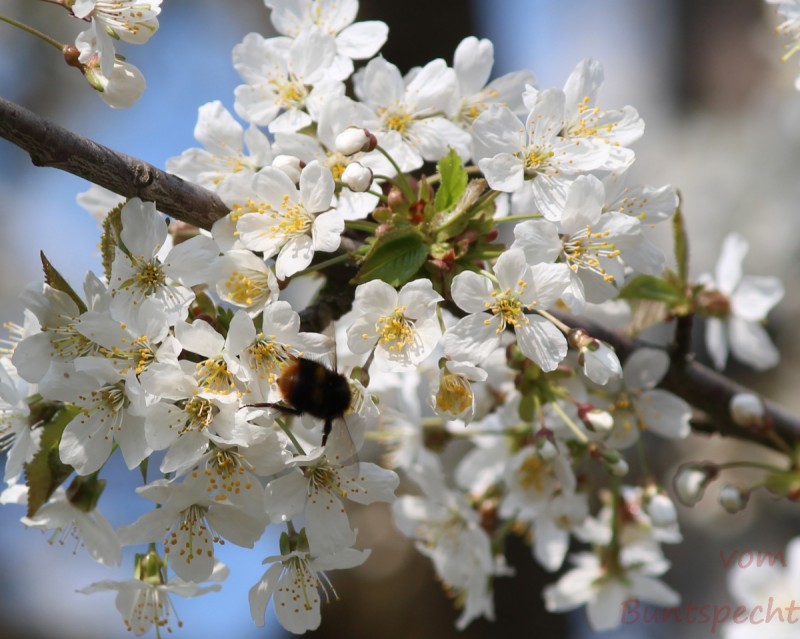 Bildla Nummera 009.jpg