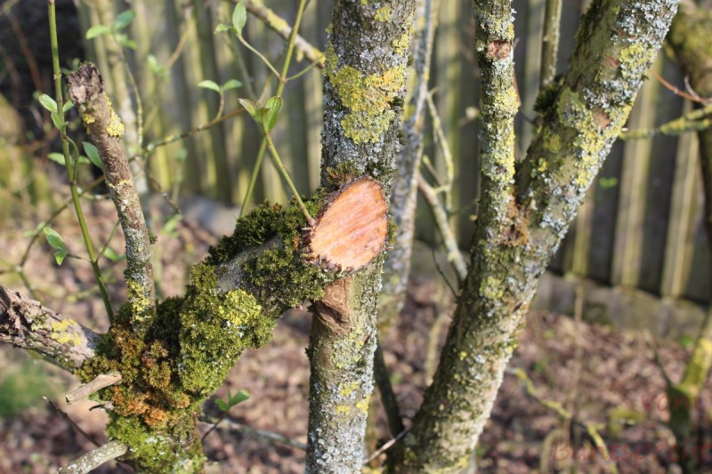 Bildla Nummera 010.jpg