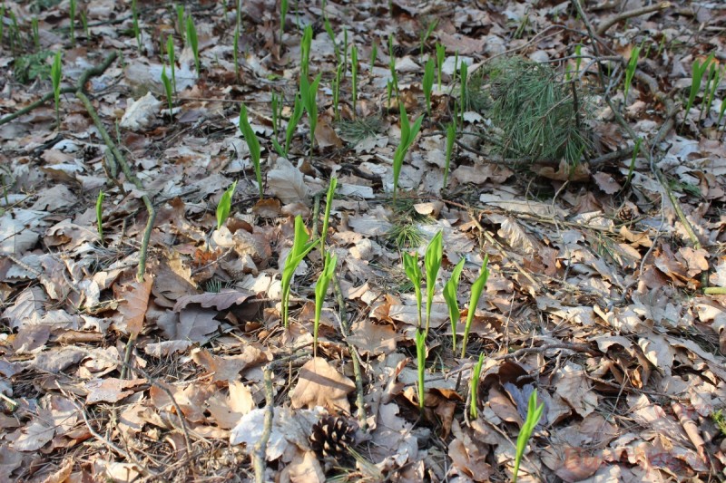 Bildla Nummera 002.jpg