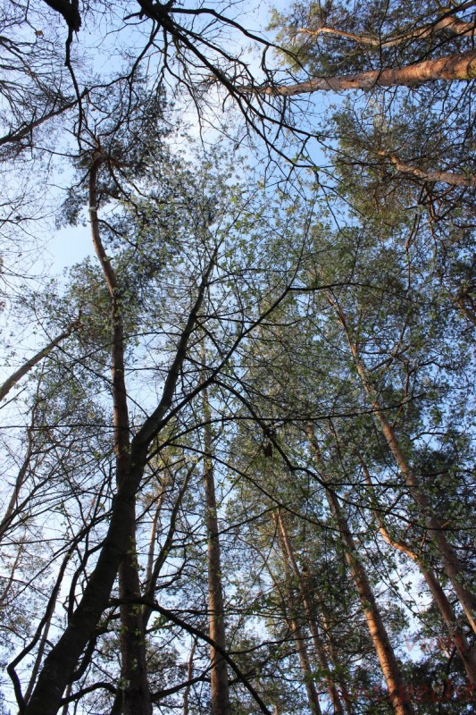 Bildla Nummera 003.jpg