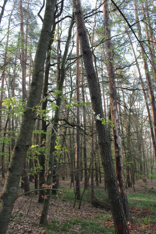 Bildla Nummera 004.jpg