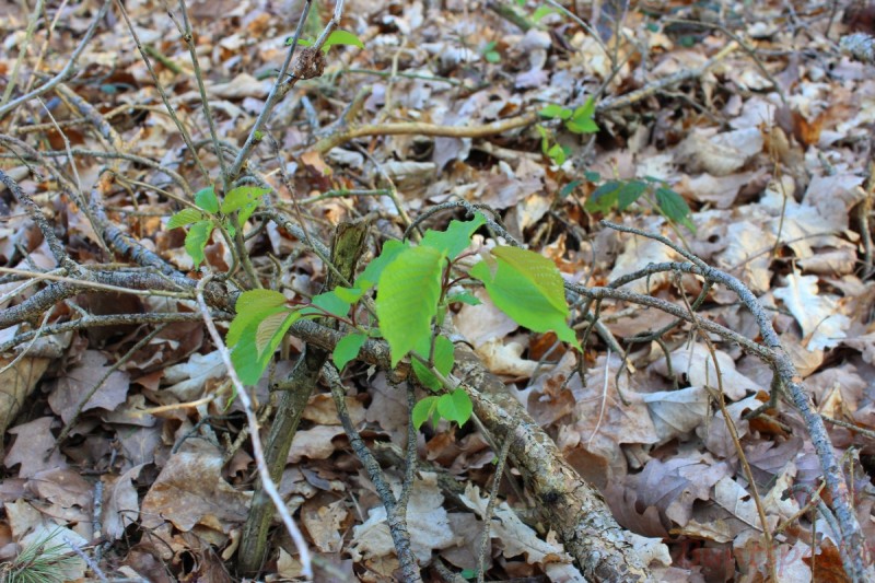 Bildla Nummera 005.jpg