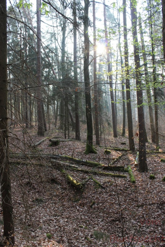 Bildla Nummera 006.jpg