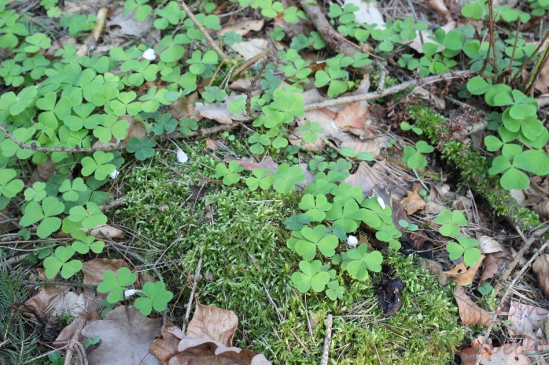 Bildla Nummera 007.jpg