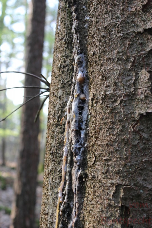 Bildla Nummera 008.jpg