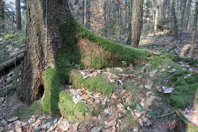 Bildla Nummera 009.jpg