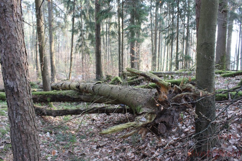 Bildla Nummera 010.jpg