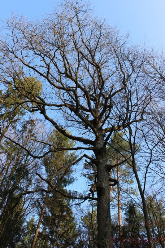 Bildla Nummera 011.jpg