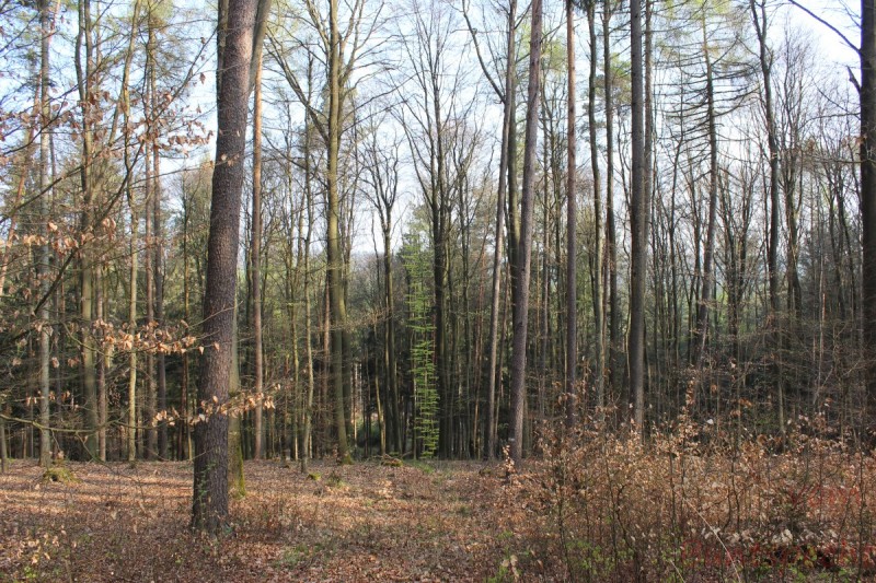 Bildla Nummera 013.jpg