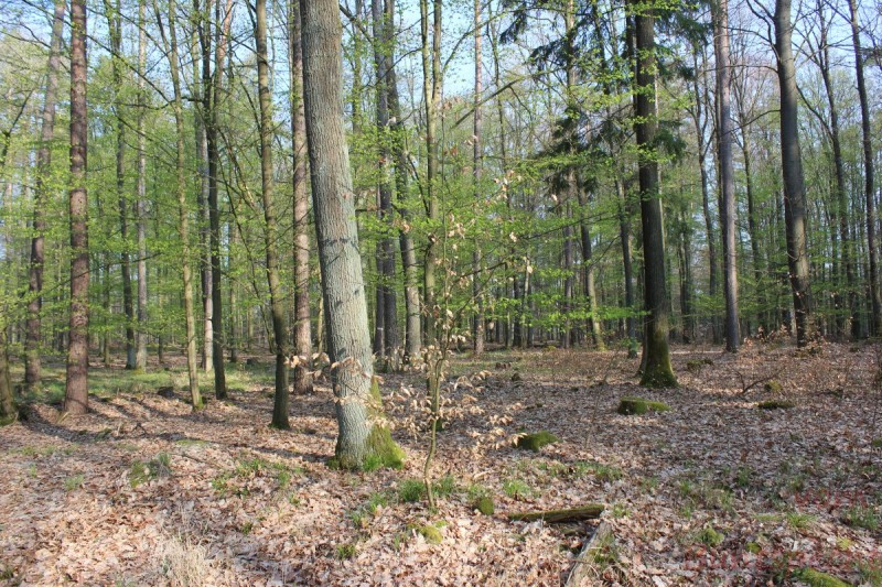 Bildla Nummera 015.jpg