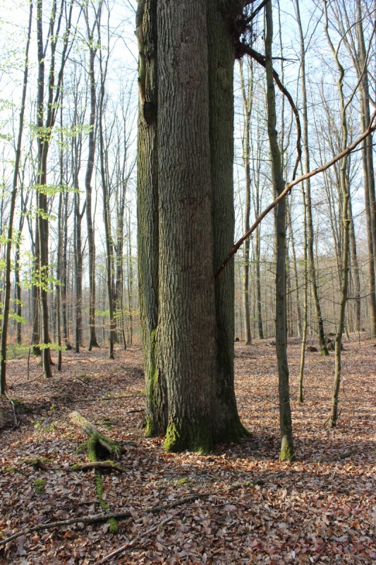 Bildla Nummera 016.jpg