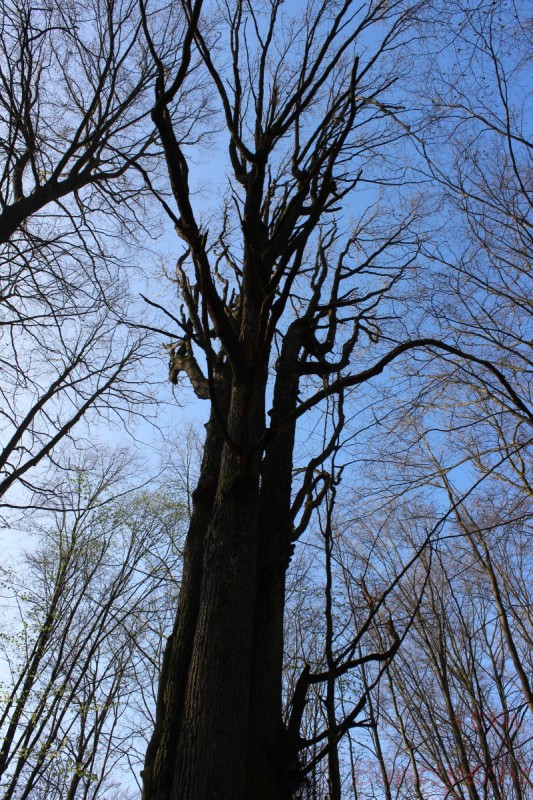 Bildla Nummera 017.jpg