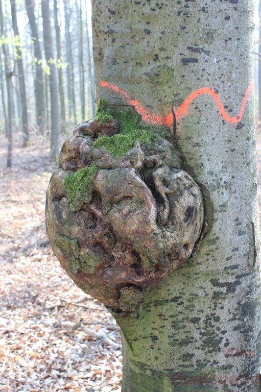 Bildla Nummera 020.jpg