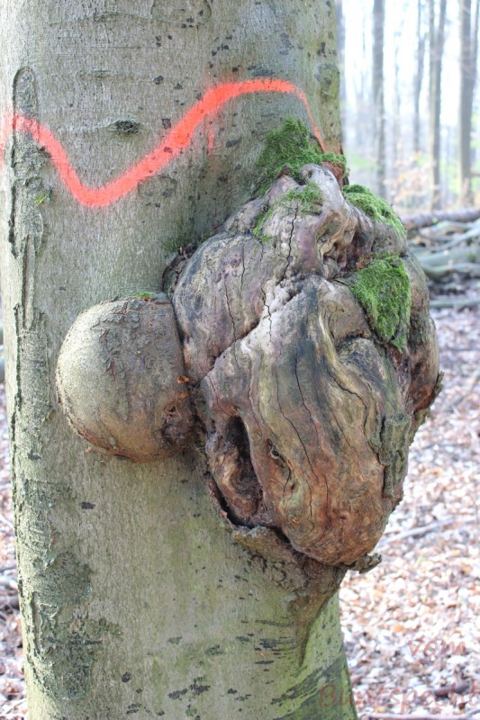 Bildla Nummera 021.jpg